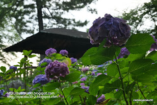 四阿と紫陽花の写真