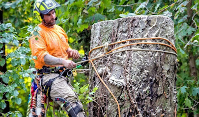 Tree Removal Glen Waverley