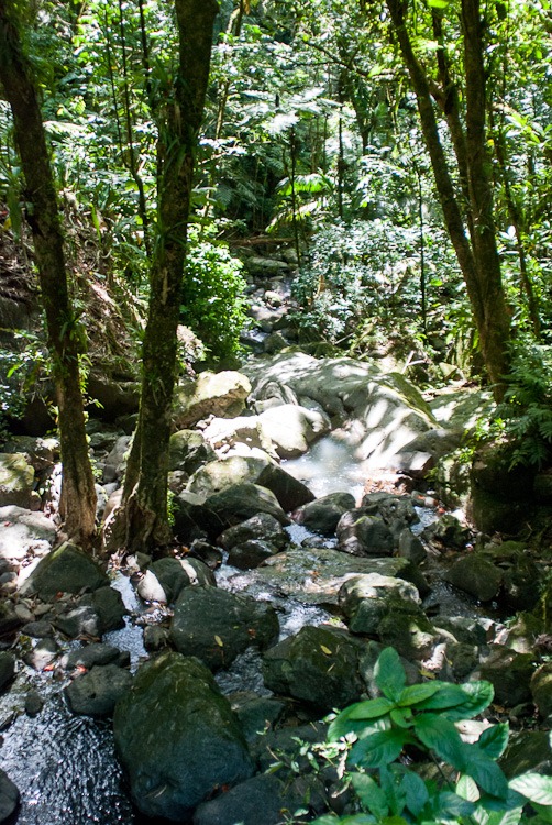 El Yunque Rainforest blog-4