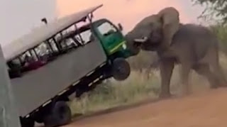 Video Footage of Angry Elephant Attack Safari Truck leaving Tourists Terrified