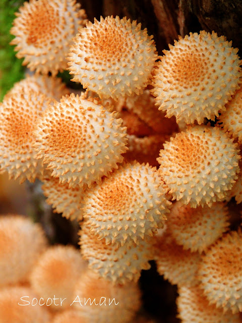 Leucopholiota decorosa