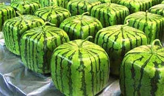 cube shape of watermelon