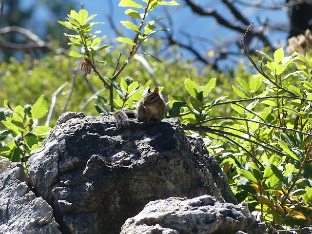 major wildlife