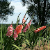 Gladiolus Garden Ideas