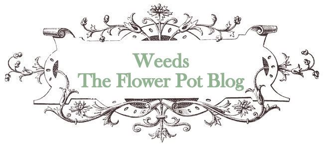 Weeds