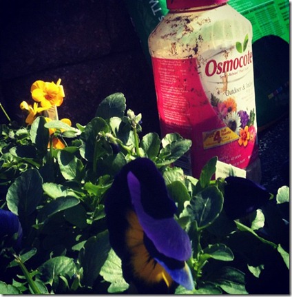 pansies