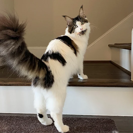 The reason why the Maine Coon tail is long and flowing