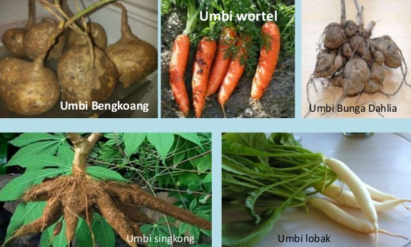 Pembahasan lengkap Perkembangbiakan vegetatif alami pada 