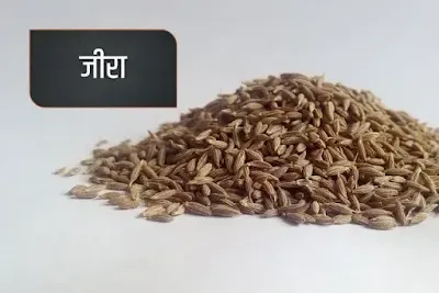 cumin is one of the most famous spices in Indian spicebox
