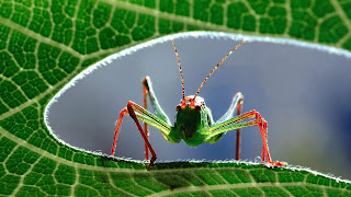 Grasshopper Wallpaper