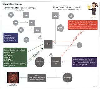 Blood Coagulation Cascade