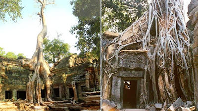 Tempat Wisata Bersejarah di Kamboja : Kuil Ta Prohm