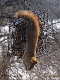 red squirrel