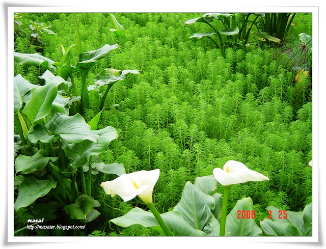 新竹六號花園1