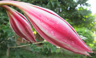 RED FLOWER