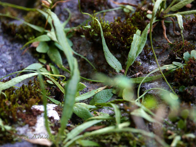 Asplenium ruprechtii