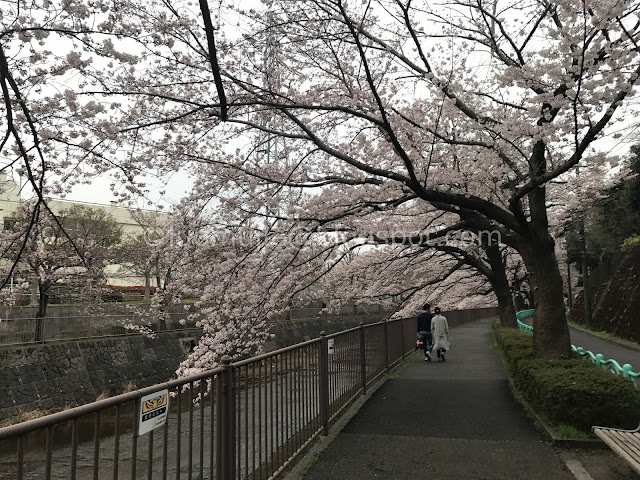 Japan cherry blossoms