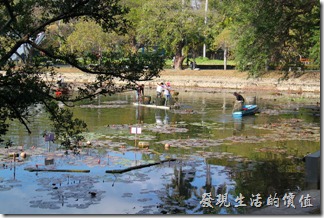 台南-2013台南公園百花祭