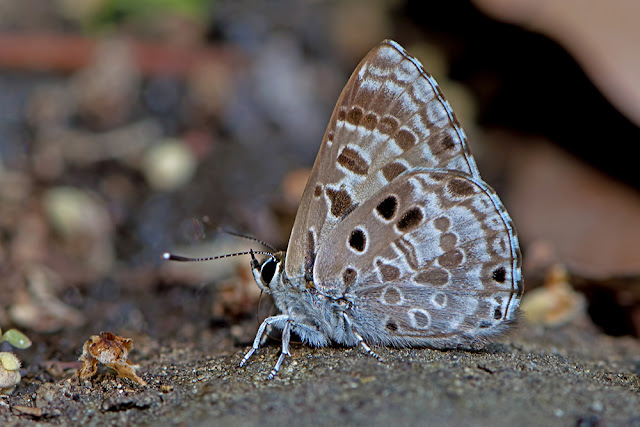 Niphanda tessellata the Large Pointed Pierrot butterfly