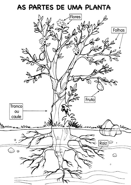 Partes da planta e suas funções para ensino fundamental