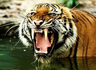 Royal Bengal Tigers Pictures