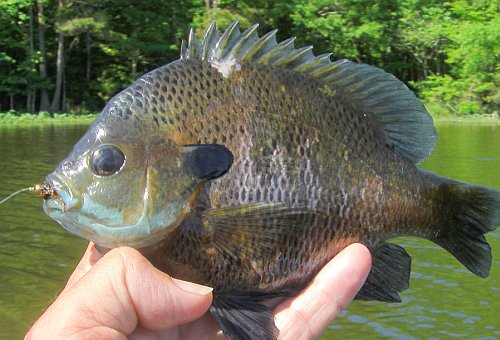 Bluegill, Mountains to Marsh