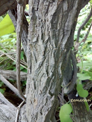 Кирказон маньчжурский / Аристолохия маньчжурская (Aristolochia manshuriensis)