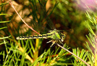 green dragon fly