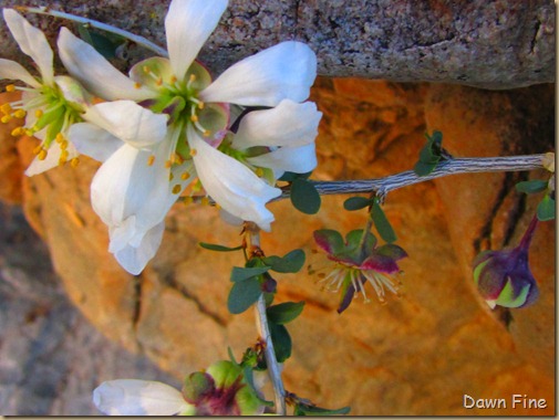 Mt. Wassen hike_034