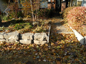 Greektown on the Danforth Fall Front Garden Cleanup before by Paul Jung Gardening Services