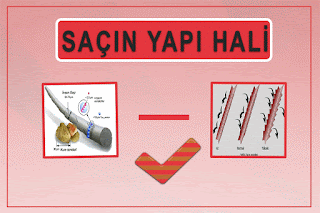 Saçın Yapısı