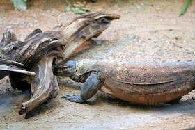 Reptiland, Allenwood PA : Komodo Dragon :: All Pretty Things