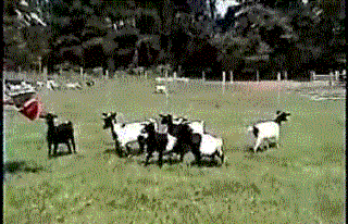 fainting_goats_08.gif (320×206)