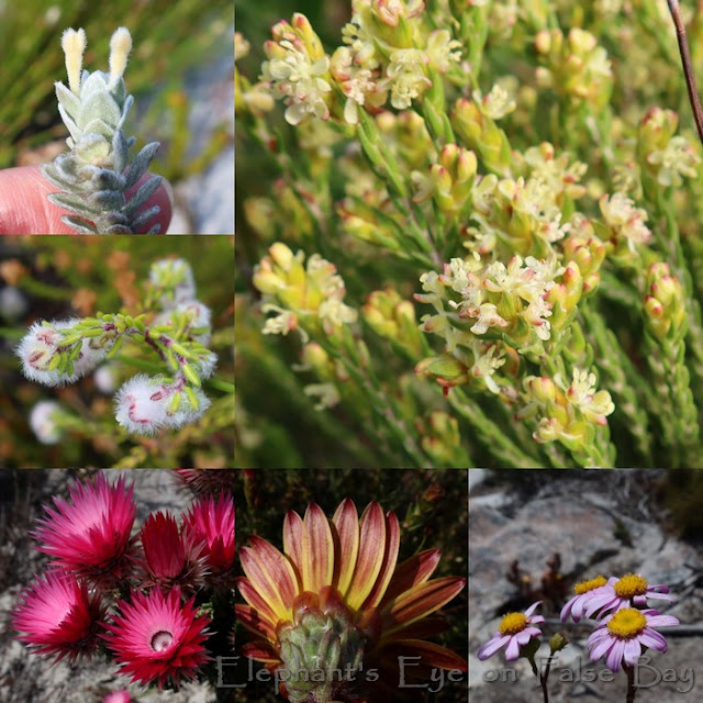 October flowers at Rooihoogte