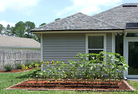 Sunflower Plants Prospering in the Ground May 12, 2013