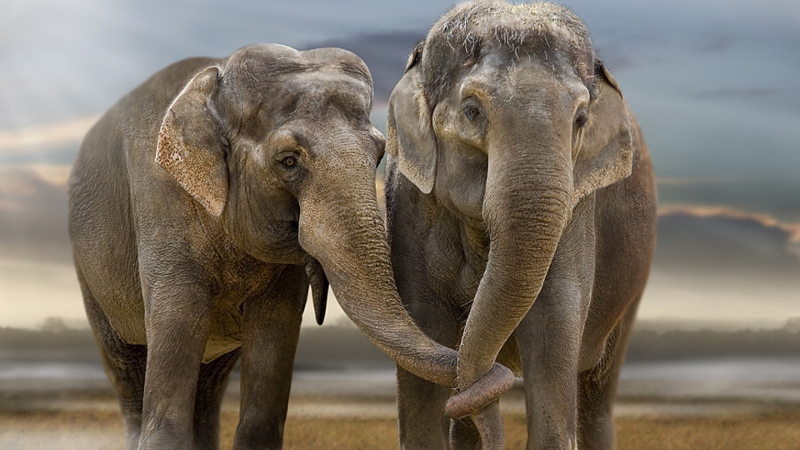  Gambar  Gajah  Lengkap Gambar  Foto