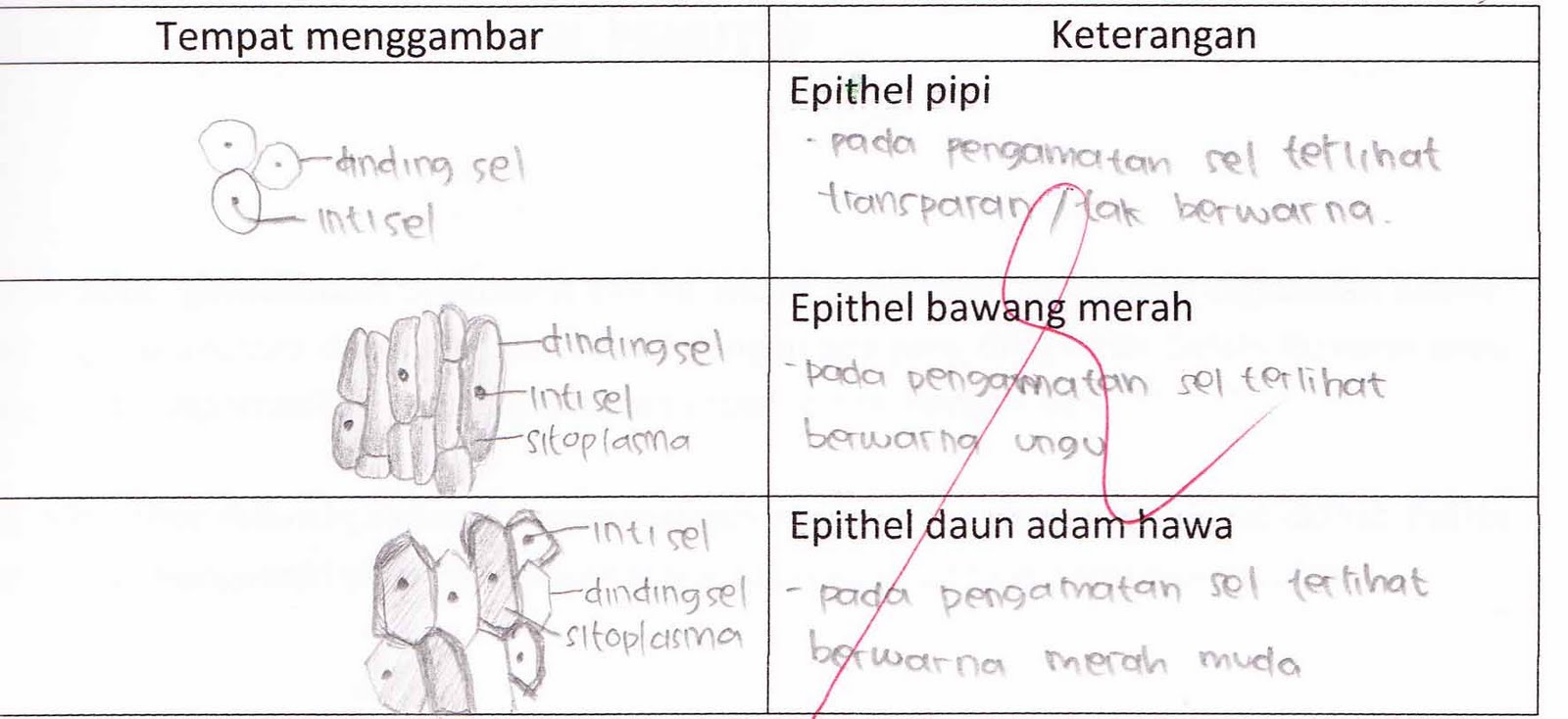 deAlena Laporan Paktikum Sel I