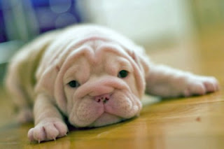 Cute Bulldog Puppies Photos