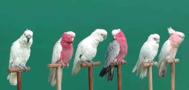 top 10 best talking parrots as pets