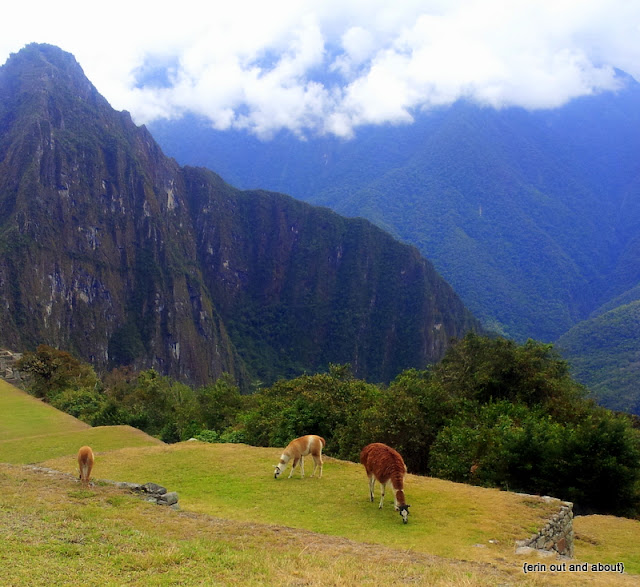 {ErinOutandAbout} The llamas of Machu Picchu