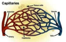 branch of capillaries
