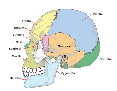 human digestive system diagram and. human digestive system diagram