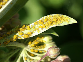 Puceron de l'Asclépiade - Puceron du Laurier rose - Aphis nerii