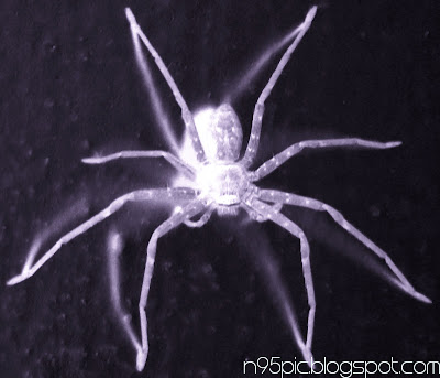 image of spider,spider on the wall,spider in n95 mobile,mobile photography,n95 pictures, effects on spider image