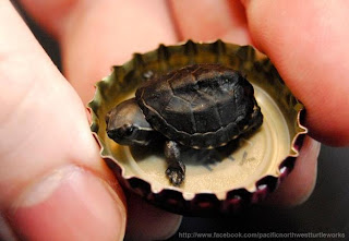 little turtle