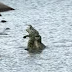 Crocodilo devora outro