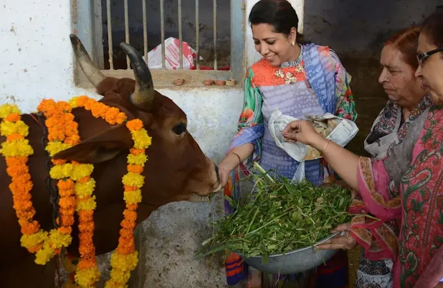 Indian woman worshiping a cow