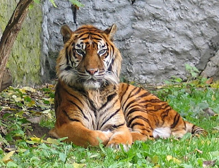 Information about Sumatran tiger