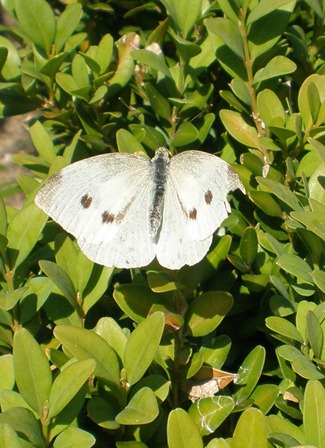 P6300016