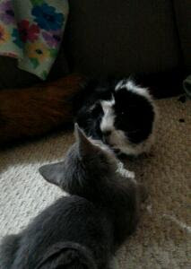 Kitten and a black and white guinea pig